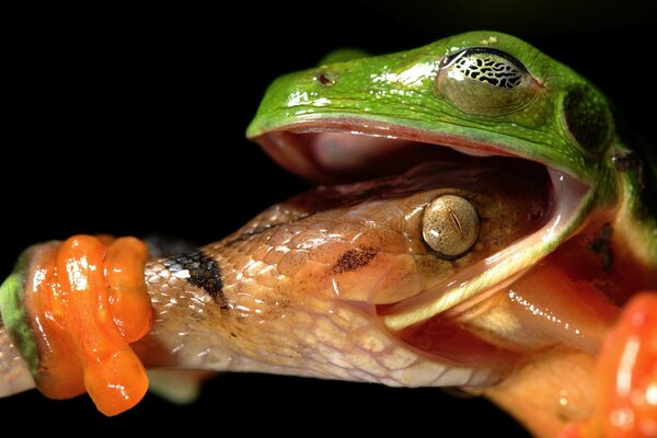 Macro photo, snake bites frog