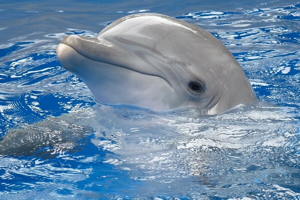 Tête de dauphin sorti de la piscine