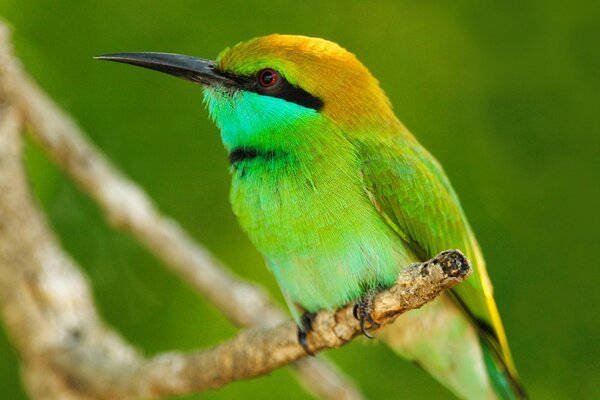 Un pájaro con un hermoso plumaje