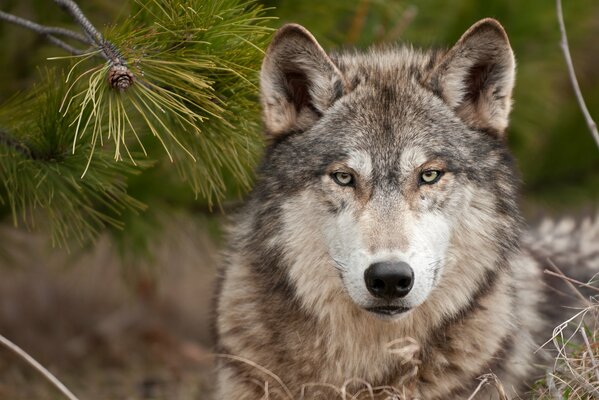 Der Wolf. Der harte Blick eines Raubtiers