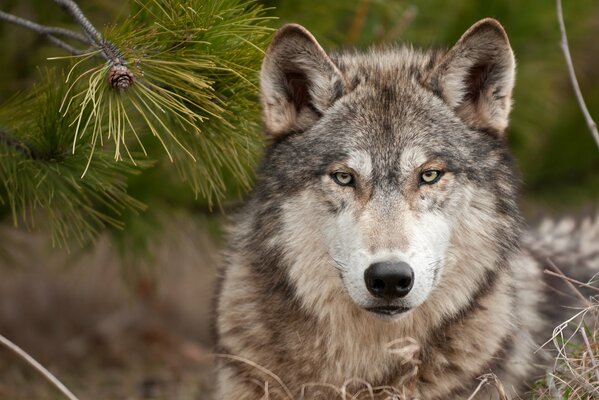 Lupo. Sguardo duro del predatore