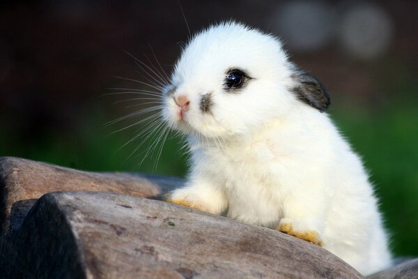 A white little rabbit is sitting with his ears pressed down