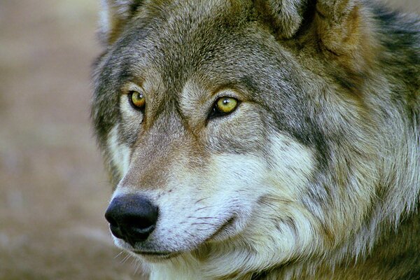 Un lobo solitario en su caza