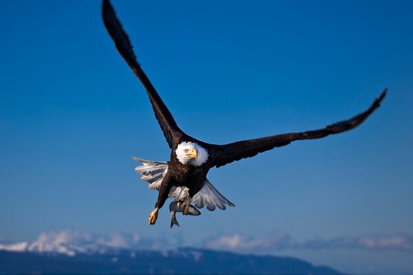 Bald eagle hunting prey