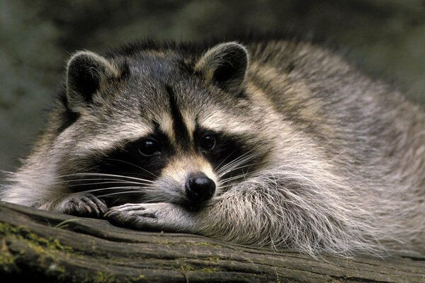 Cute, grey raccoon on a tree