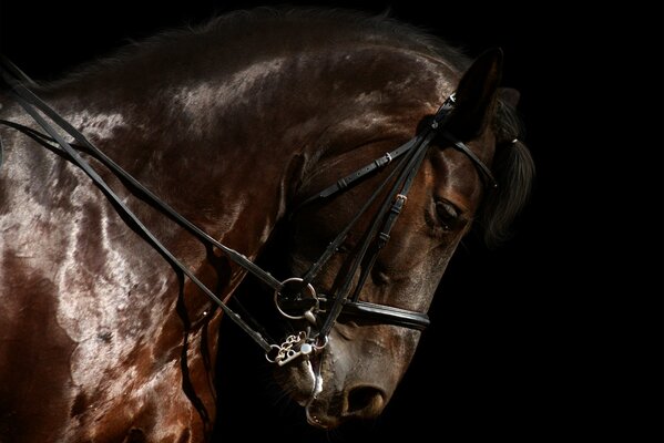 A thoroughbred Stallion of unprecedented beauty