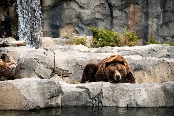 Orso bruno sulle rocce vicino alla cascata