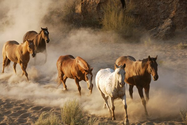 A herd of horses galloping on the sand