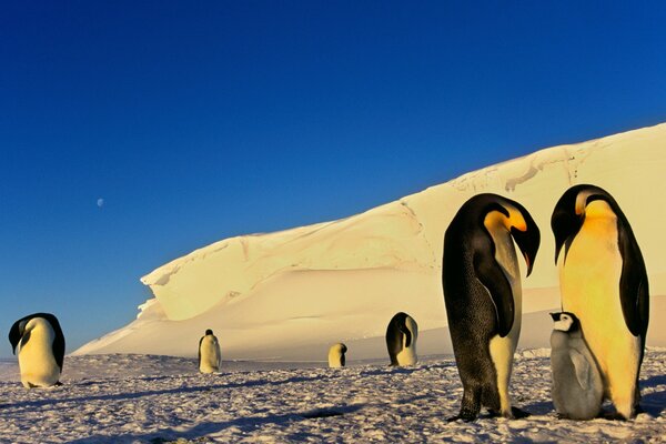 Due pinguini si prendono cura del cucciolo