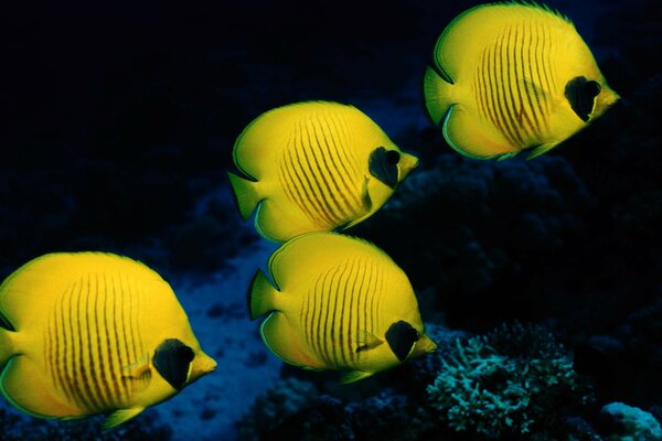 Die Unterwasserwelt. Das Meer. Die Karallen. Gelbe Fische. Vier gelbe Fische