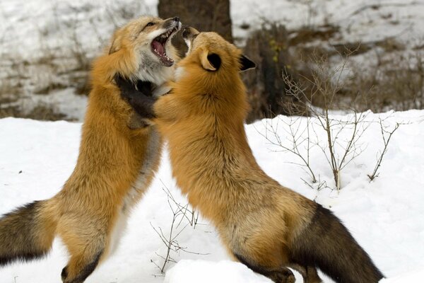 Рыжие лисицы делят территорию
