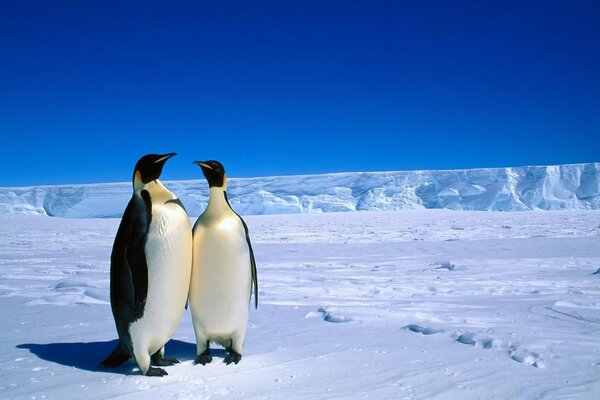 Royal penguins. Penguins in love on the ice