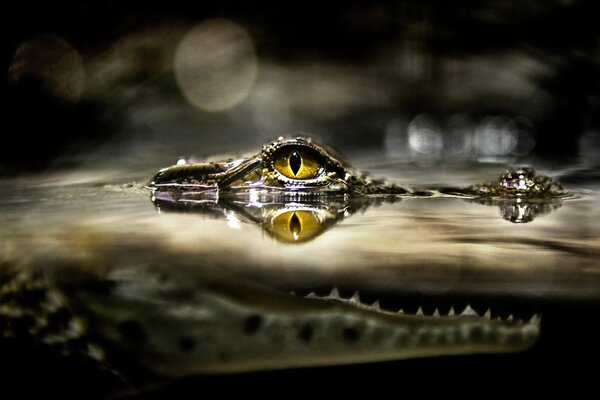 Coccodrillo nel fiume. Sguardo predatorio