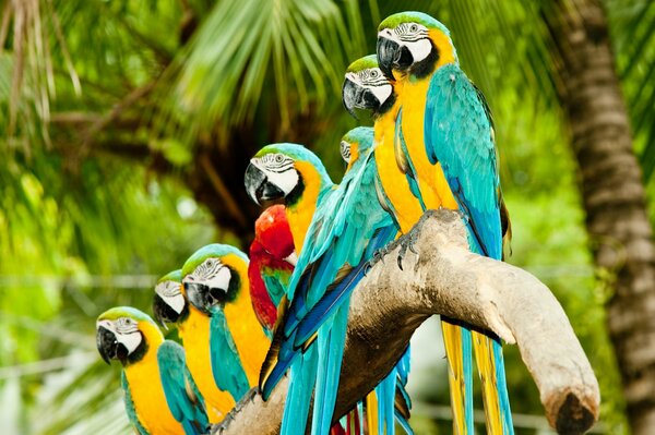 Macaw family of parrots on palm trees