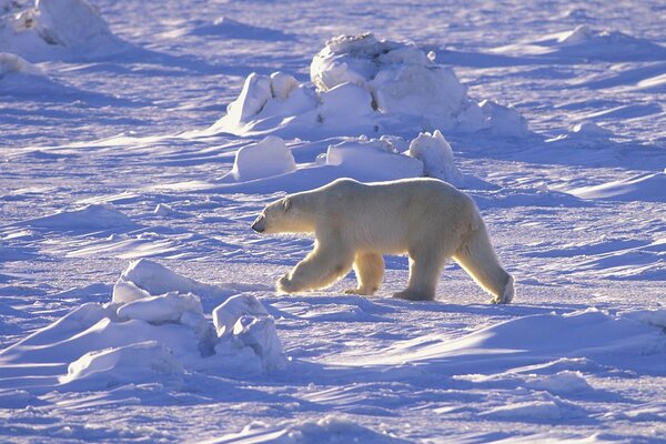 Polar bear of the Northern Arctic