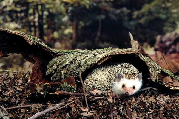 A little hedgehog hid under a tree