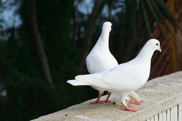 A couple of white pigeons on a summer evening