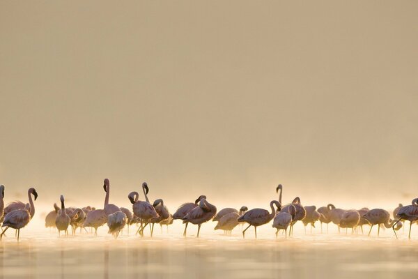 Troupeau de flamants roses au sein de la nature