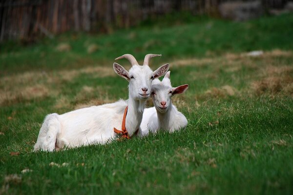 Lindas cabras en el césped verde