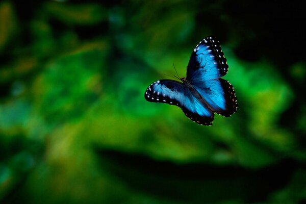 Farfalla blu brillante su sfondo verde