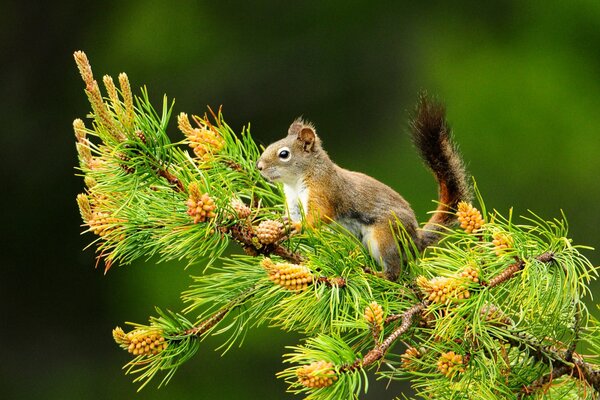 Ein kleines Eichhörnchen wird auf einem Baum gegessen