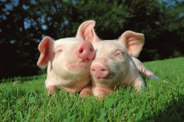 A couple of pigs basking on the green grass