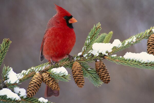 Der Rote Kardinal. Ein Vogel auf einem Ast. Ein Vogel auf einem verschneiten Ast. Winter
