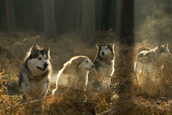 A pack of wolves on a sunny day. In the forest