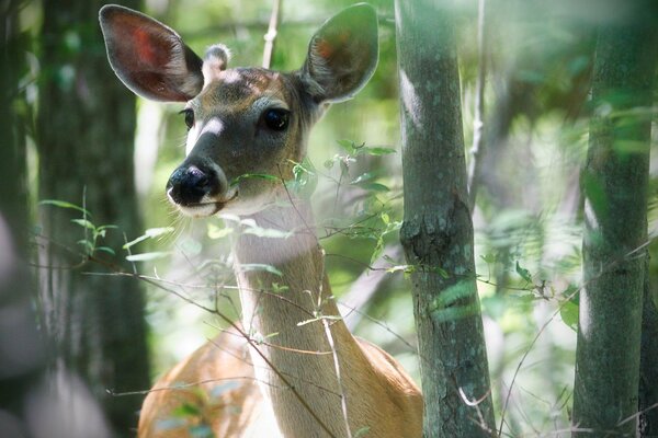 Wallpaper with a fawn on the background of nature