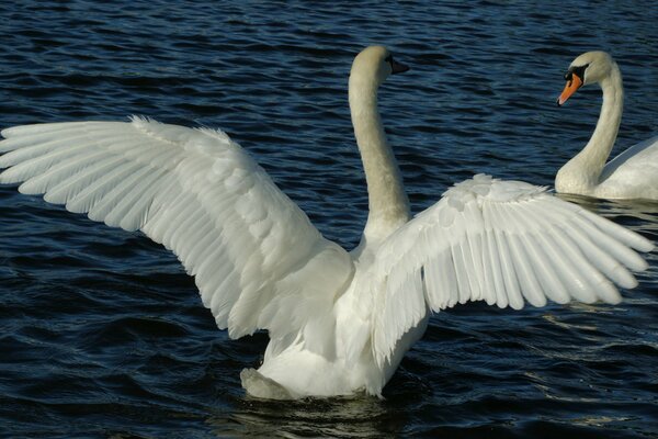 A pair of white swans on a pond