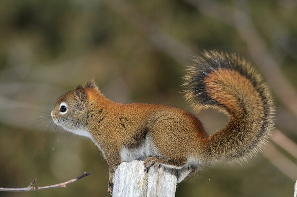 A fluffy squirrel with a golden fur coat. Little squirrel photo on wallpaper. Fluffy tail of a beautiful squirrel