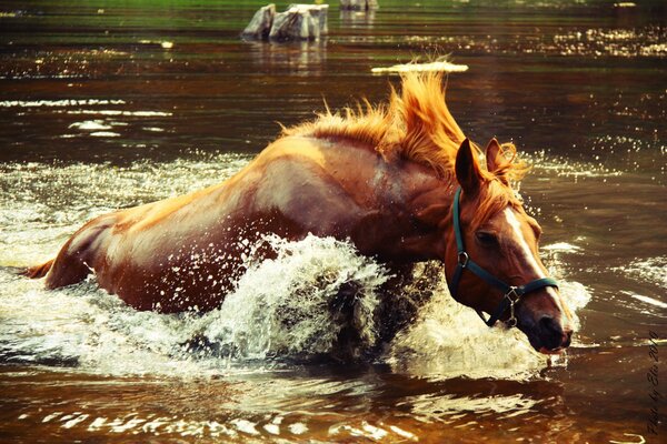 Powerful lake spray from horse swimming