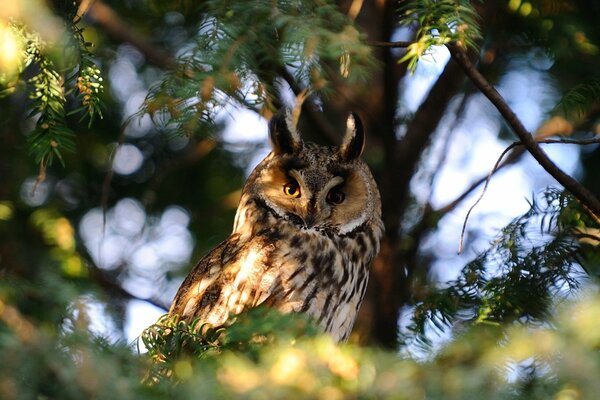 Hibou tacheté avec des oreilles sur une branche dans la forêt