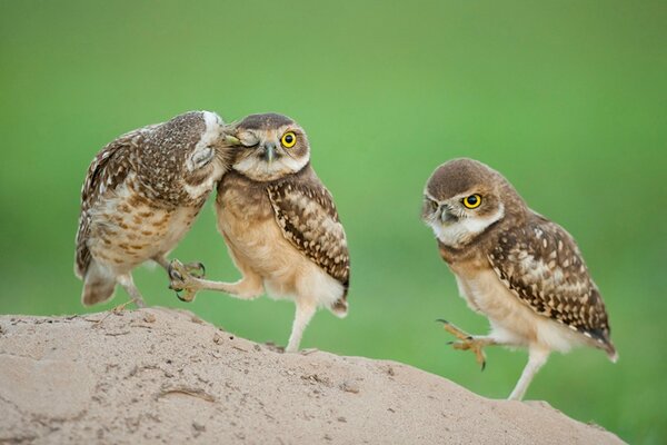 Les chouettes marchent en se couvrant les yeux