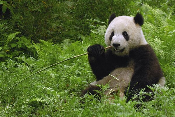 Ein lebender Panda isst Bambus auf grünem Gras. Enimel