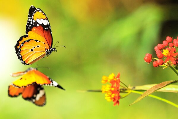 Deux papillons lumineux volent sur des fleurs lumineuses