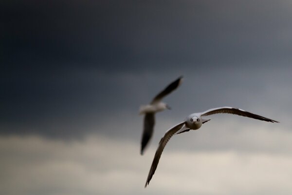 A seagull flies in the stormy sky