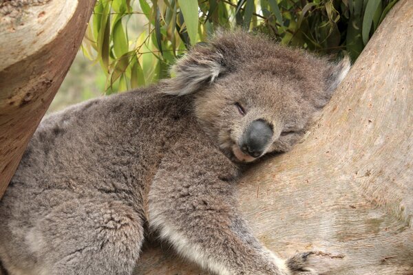 Ein süßer Koala schläft auf einem Baum