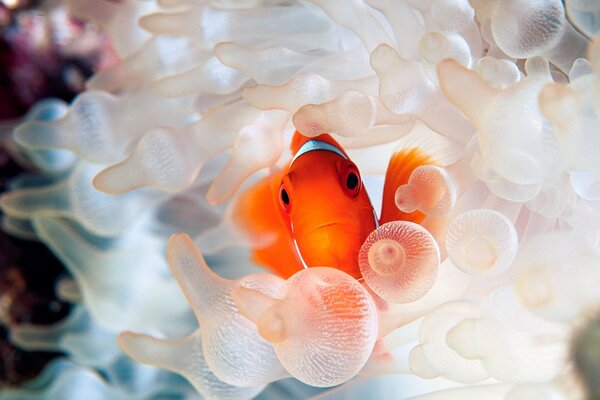 Pesce arancione con pianta. Vita sottomarina. Bella foto di pesci sott acqua