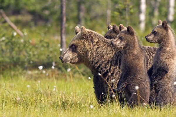 La familia Medvedev salió a dar un paseo