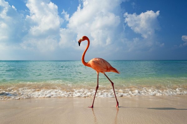 Pink flamingo walks on the beach