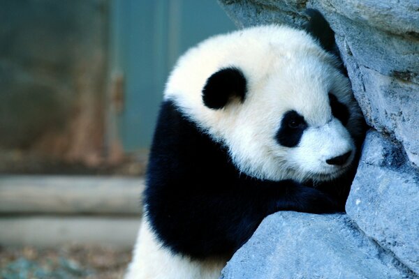 Ein flauschiger Panda auf der Suche nach einem Schatz