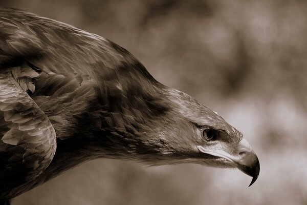 A strong eagle stalks the victim