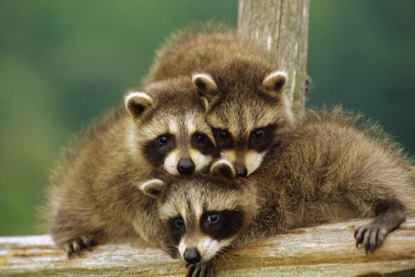 A family of fluffy raccoons on the fence