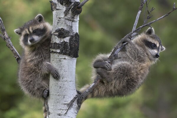 Dos pequeños mapaches sentados en un abedul