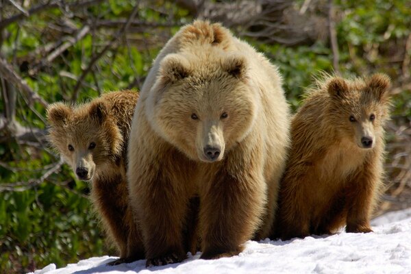 A family of brown bears in the snow