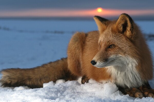 Volpe predatore che guarda in lontananza sulla neve