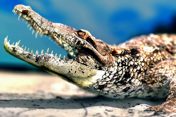 An adult crocodile basks in the sun