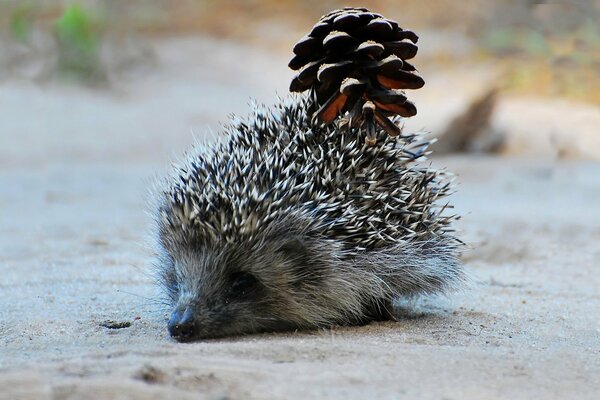 A prickly hedgehog with a bump walks on the sand