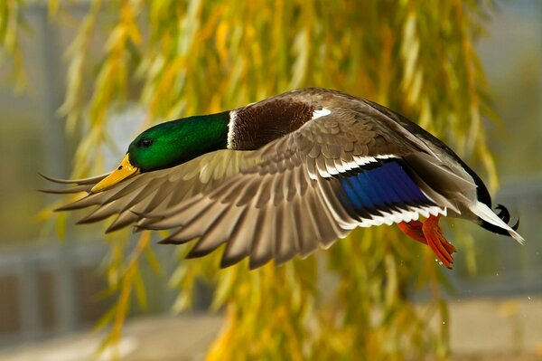 Ente mit hellem Gefieder im Flug